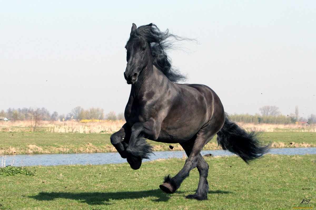 Вороной жеребец