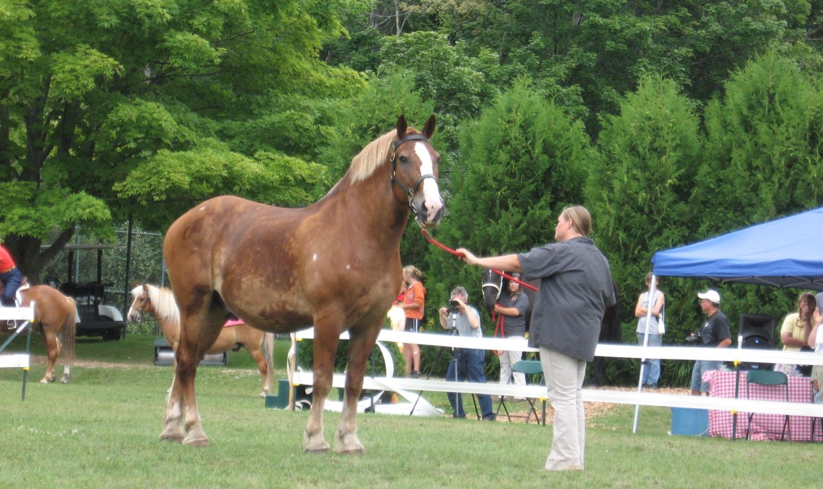 Лошадь тяжеловоз брабансон