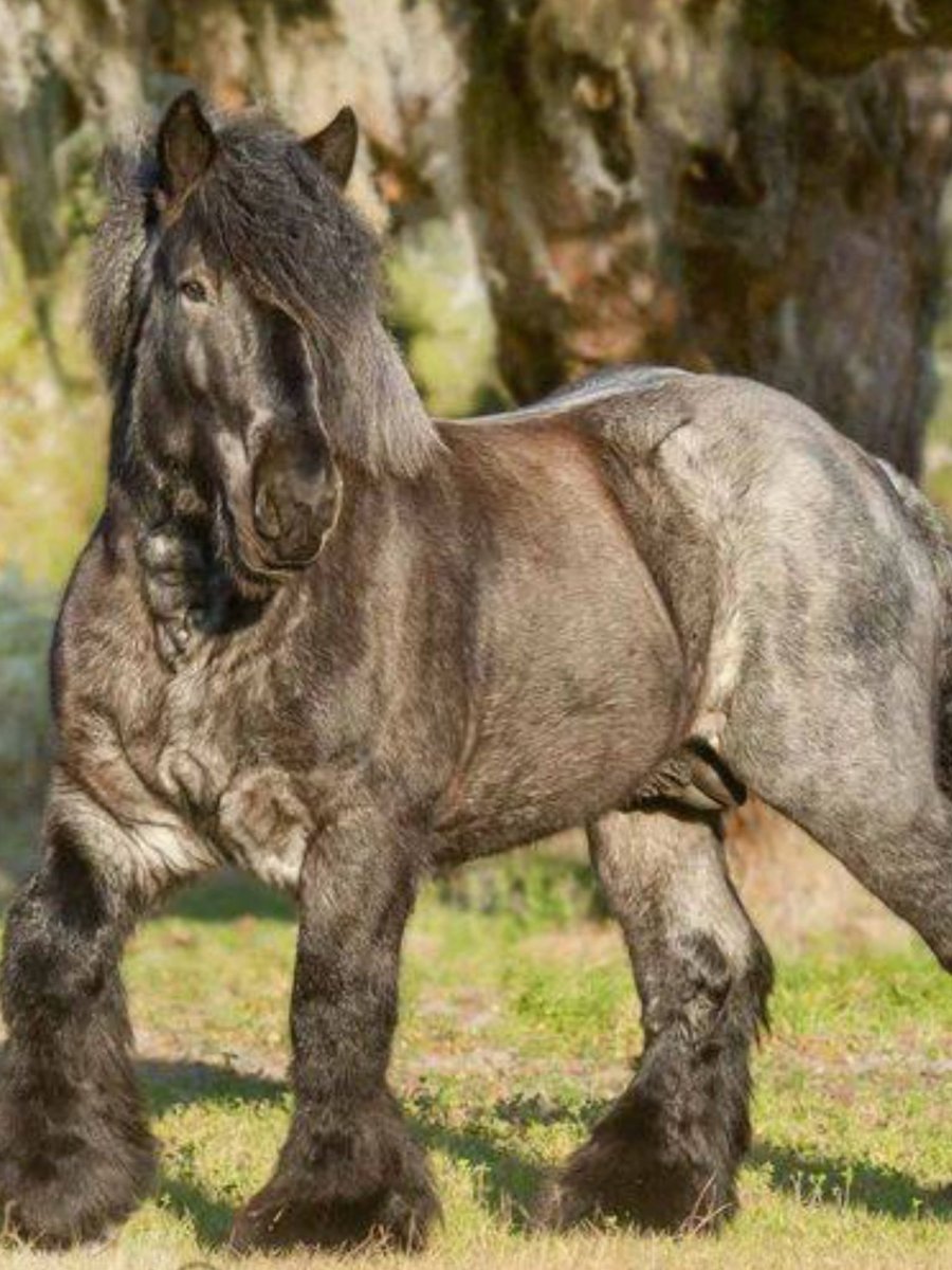 Брабансон (Бельгийская тяжелоупряжная)