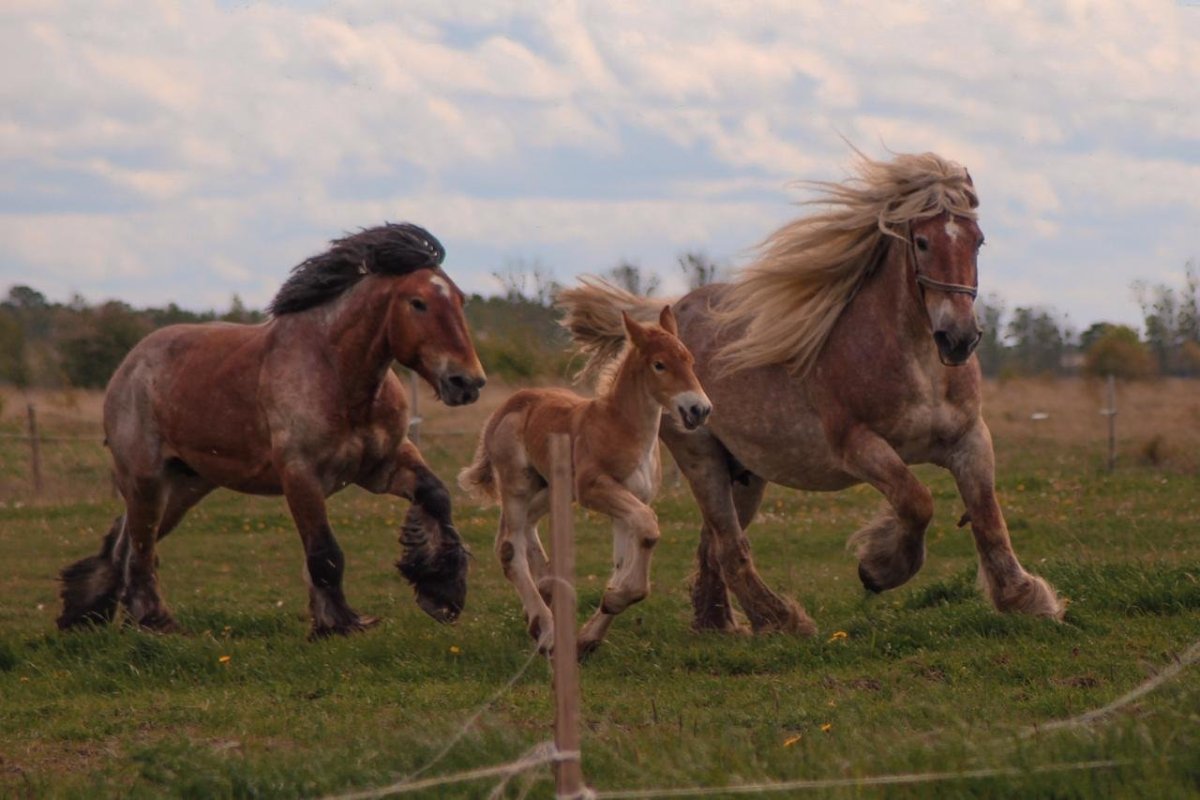 Бельгийский брабансон лошадь