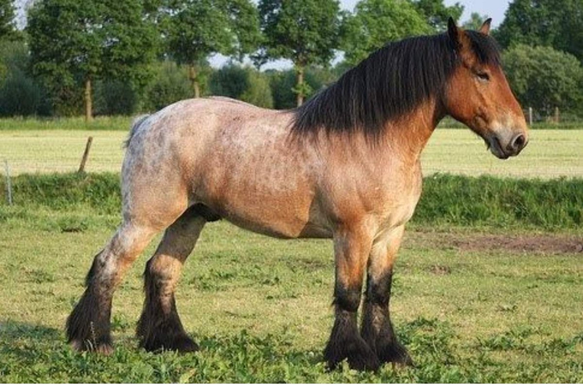 Арденская порода лошадей