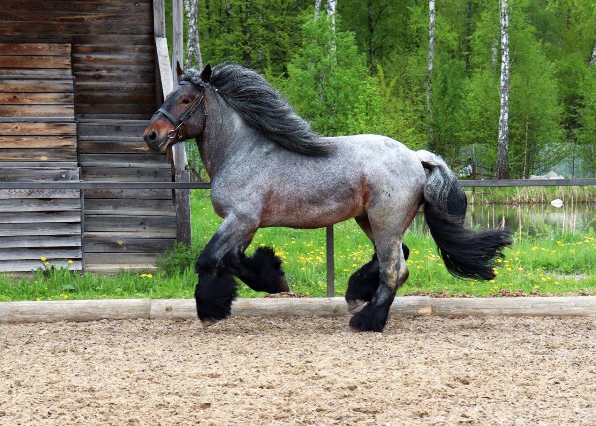 Брабансон лошадь