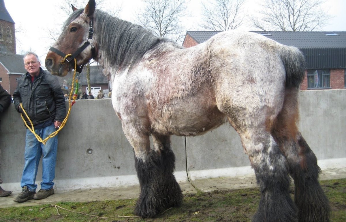Бельгийский брабансон лошадь