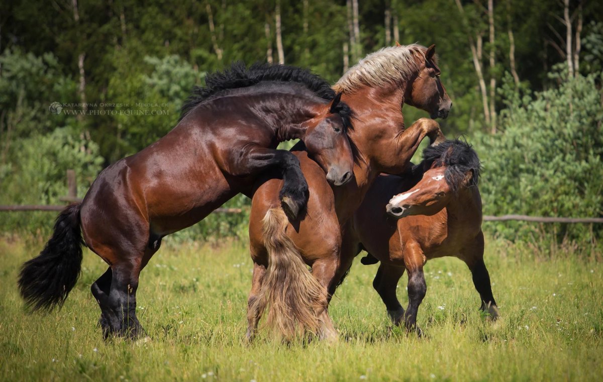Брабансон порода лошадей