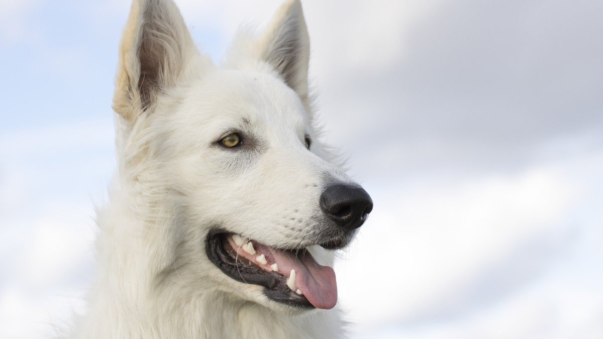 Vista Dog