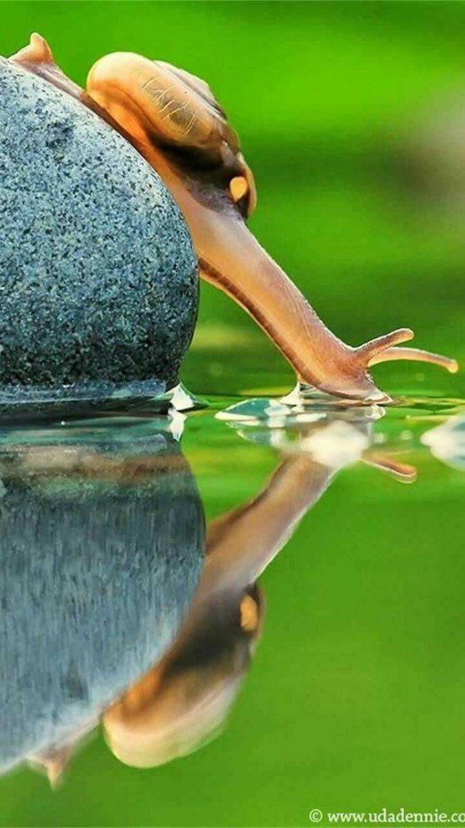 Водные улитки