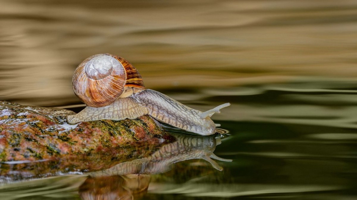 Водяные улитки