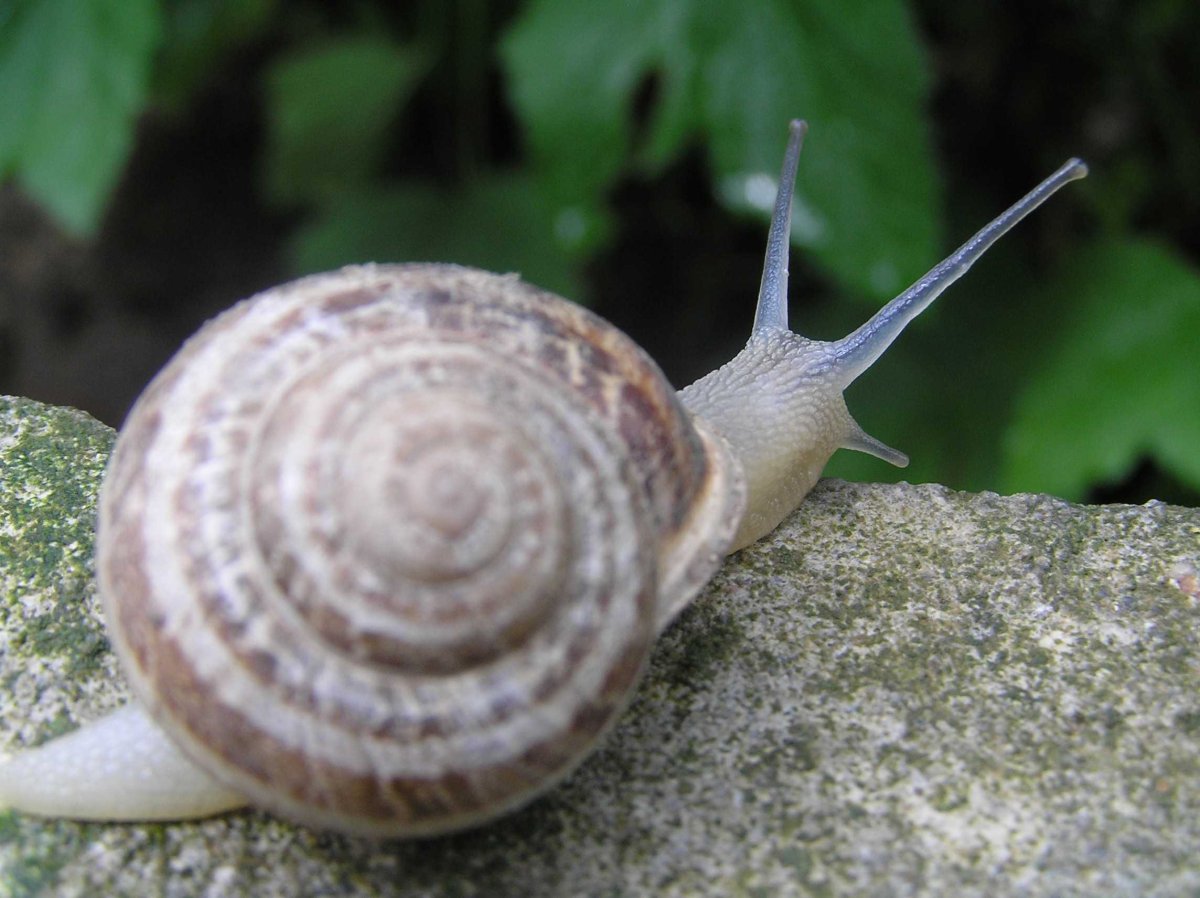 Улитка Priotrohatella stellata