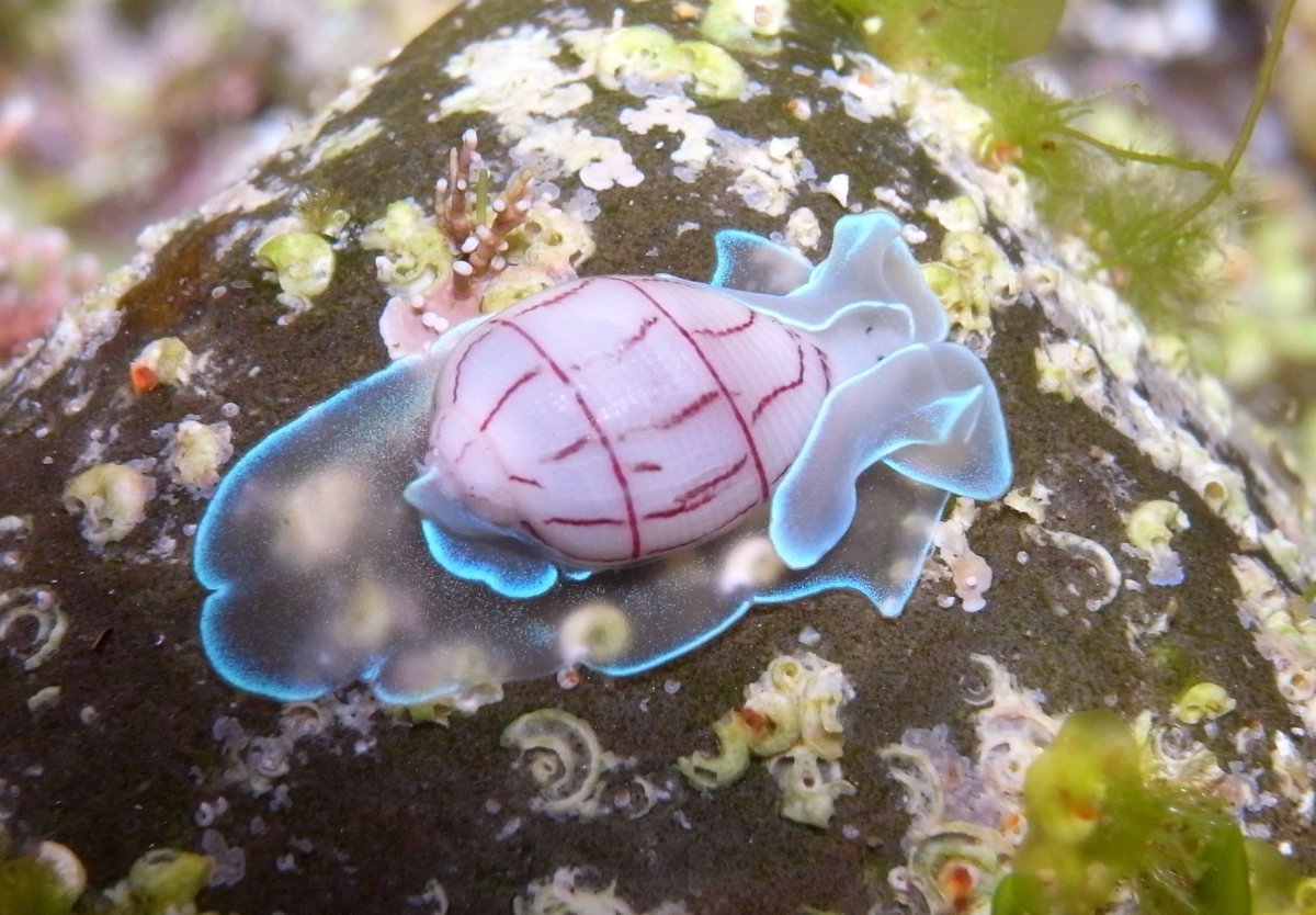 Брюхоногие морские улитки