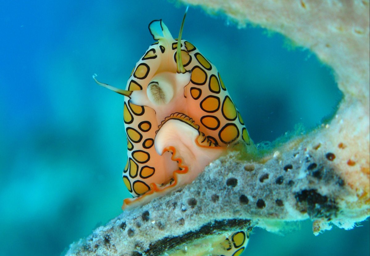 Моллюск «язык Фламинго» (Cyphoma gibbosum)