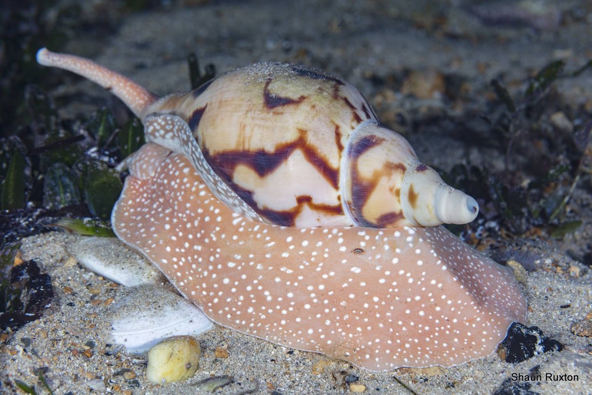 Морская улитка без раковины