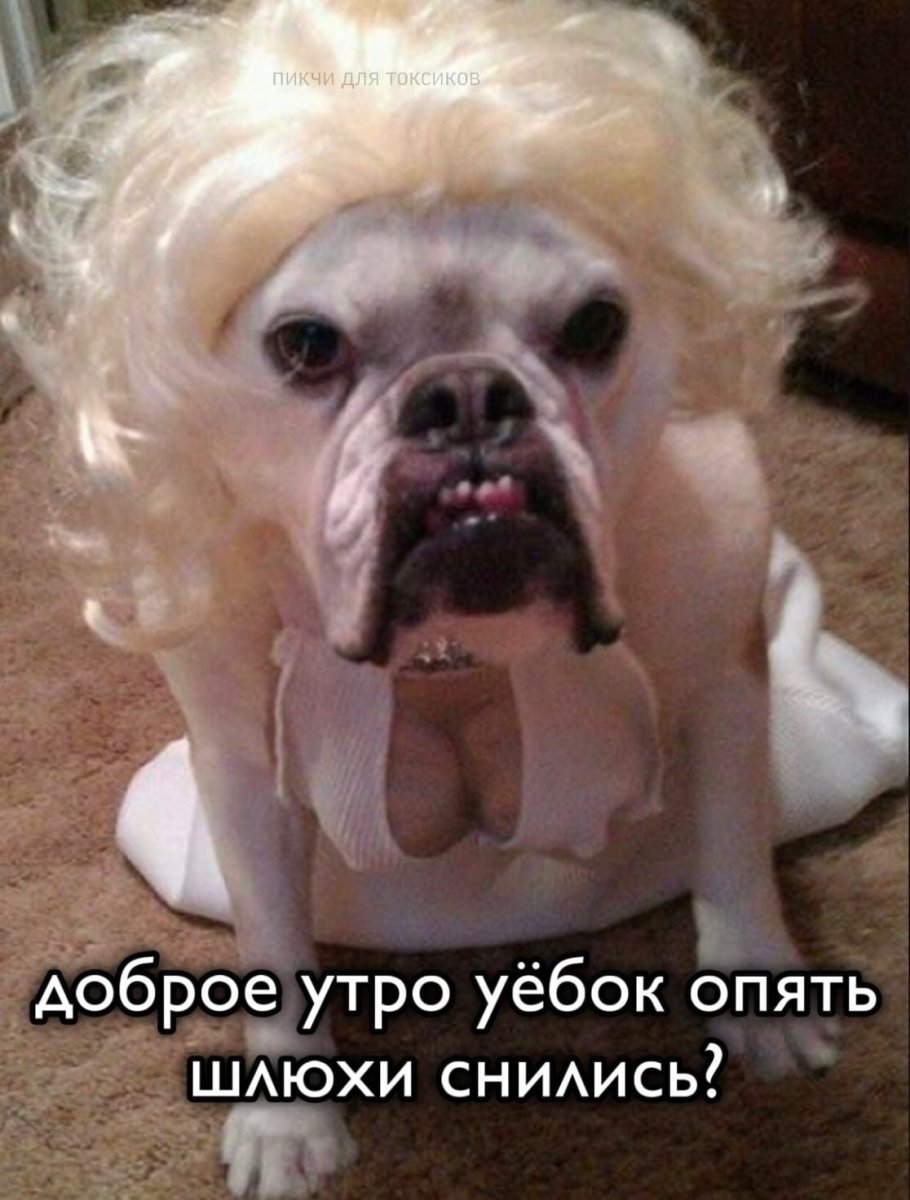 Собака смешная с лысиной