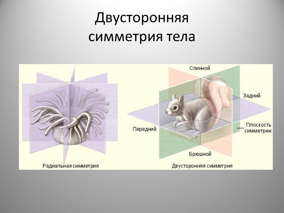 Симметрия тела