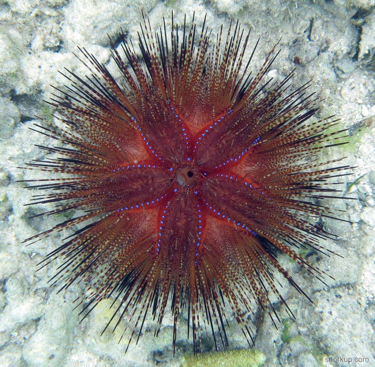 Сердцевидный морской еж