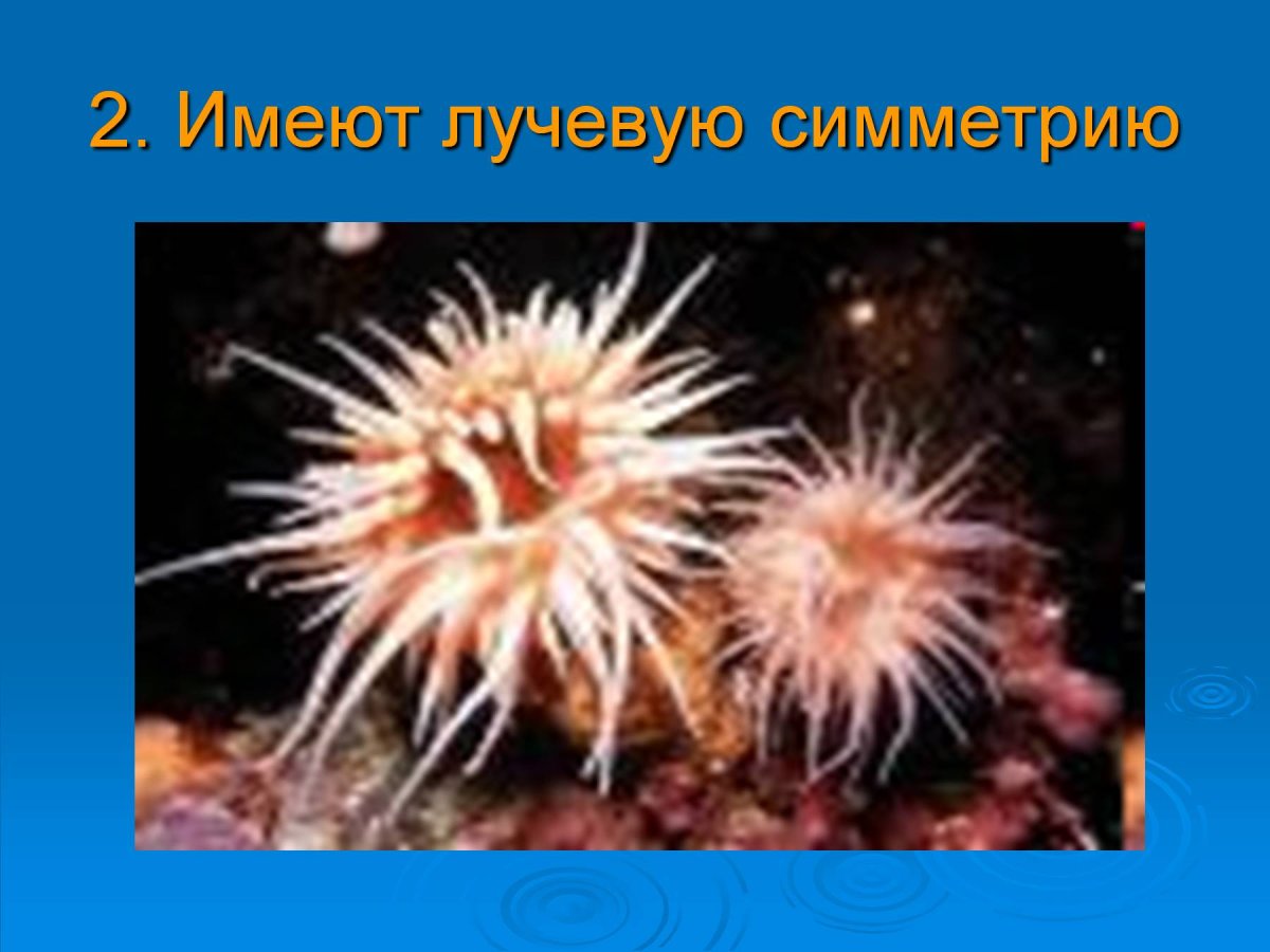 Радиальная симметрия