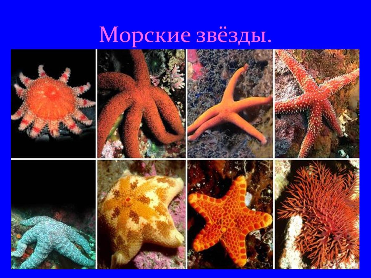 Иглокожие представители морской еж