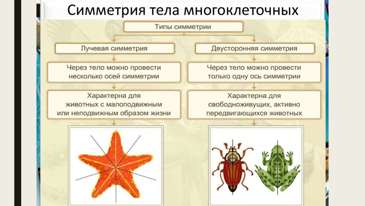 Типы симметрии животных биология