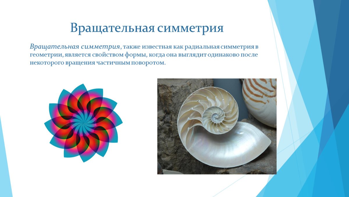 Ископаемые остатки моллюсков