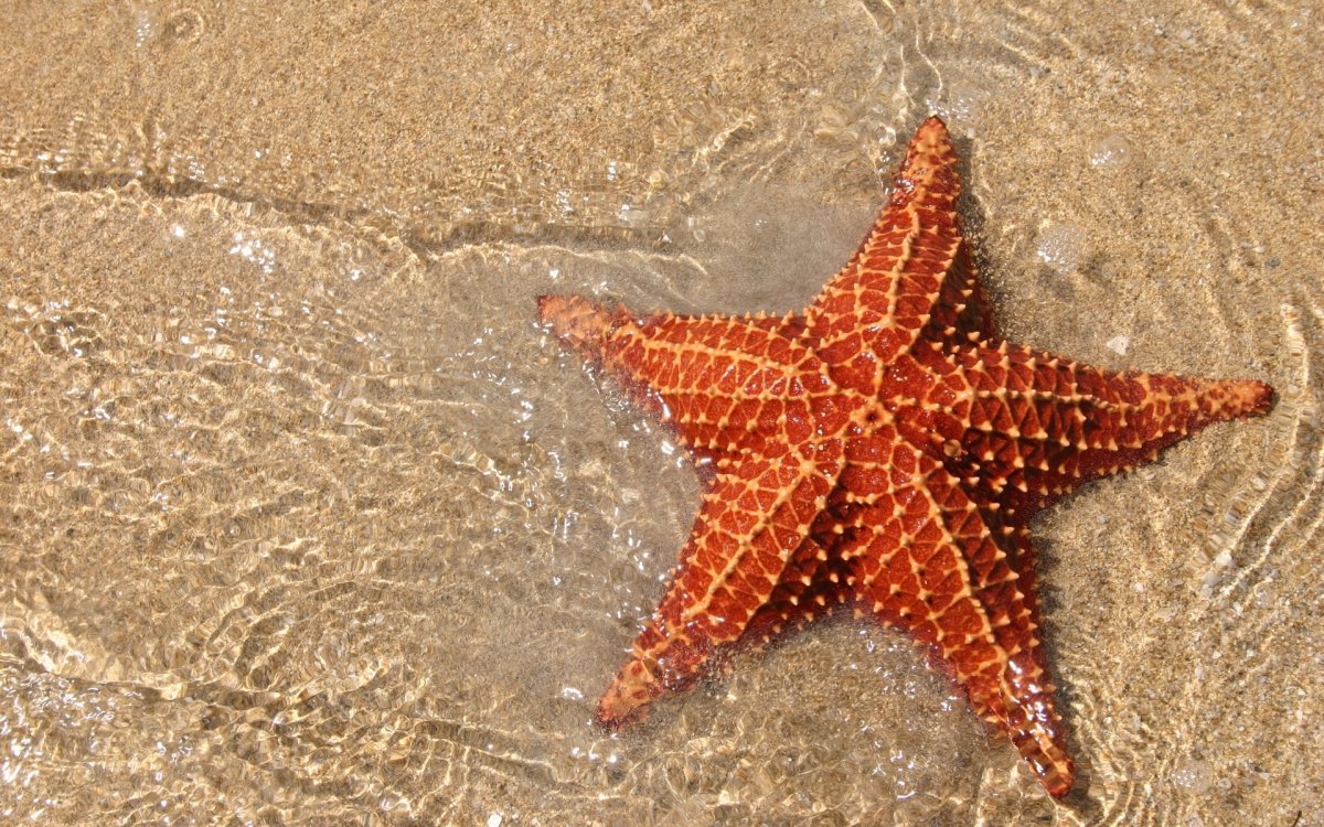 Пятиконечная морская звезда