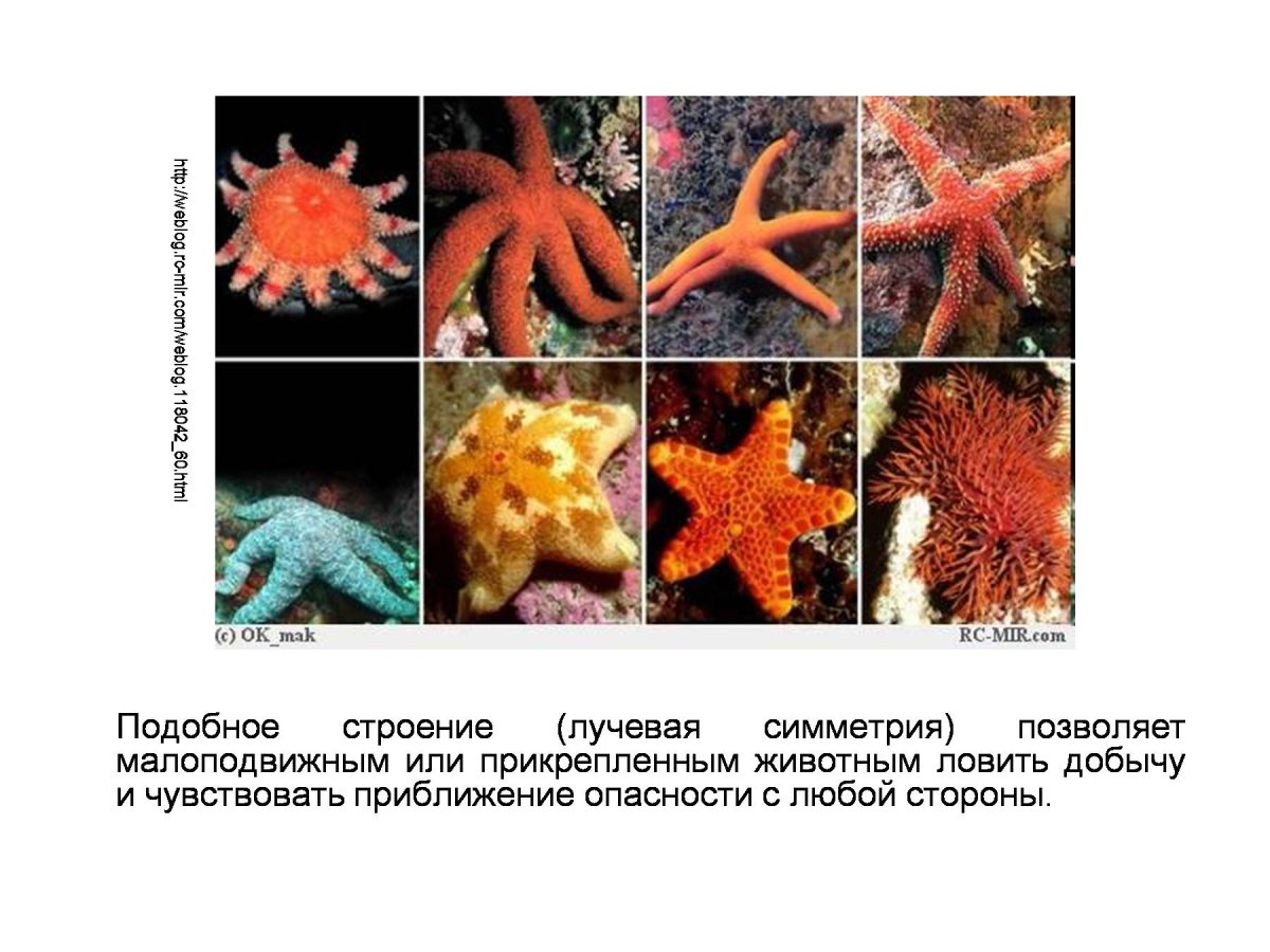 Морские звезды представители