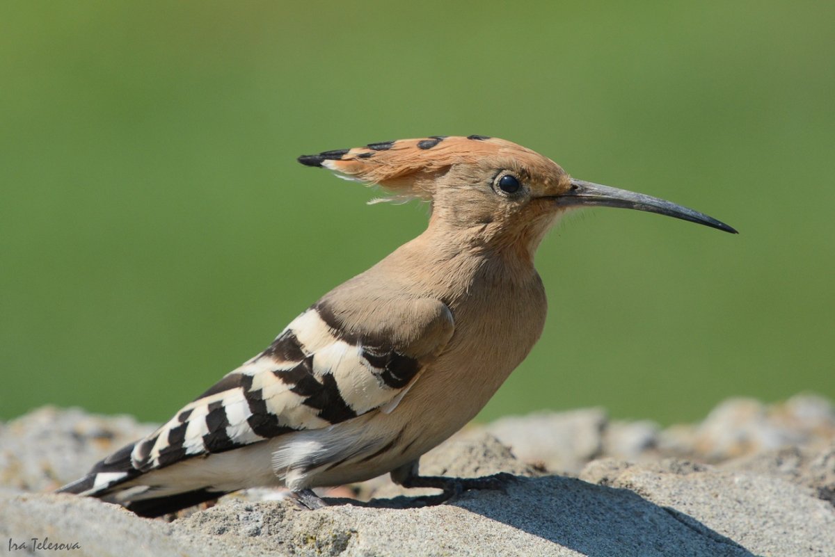 Удод Степной дятел