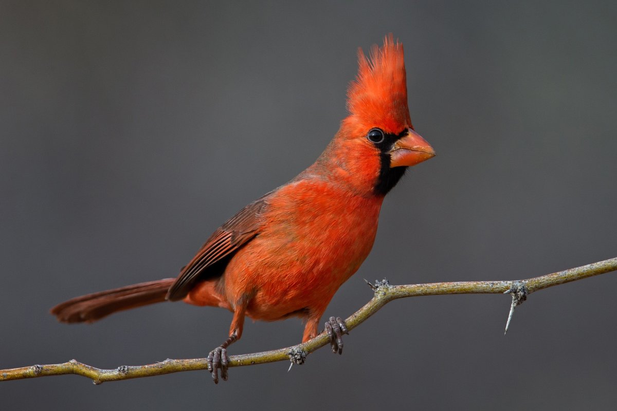 Хохлатый Кардинал