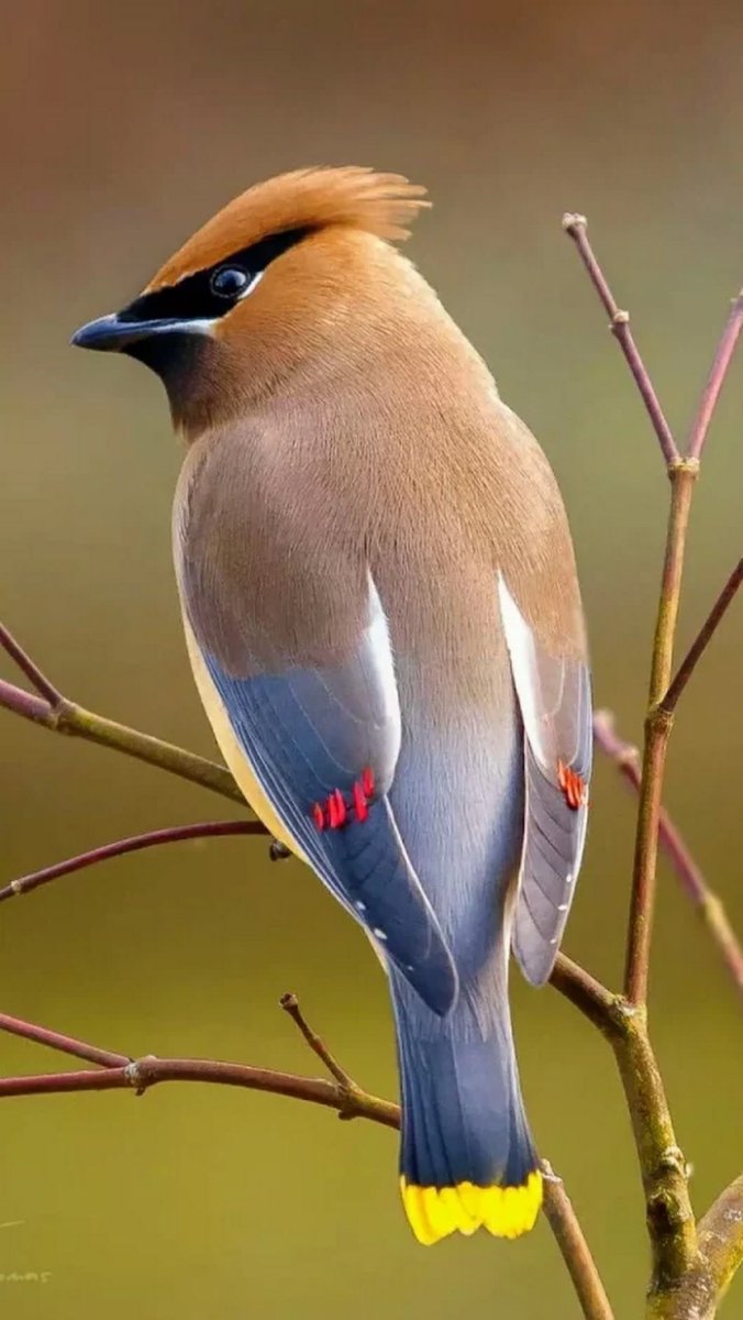 Сорокопут свиристель