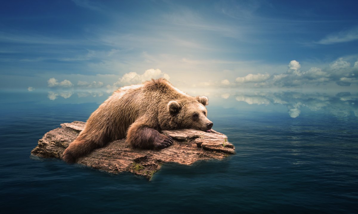 Морской медведь
