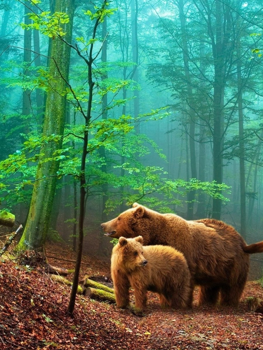 Медведь в лесу
