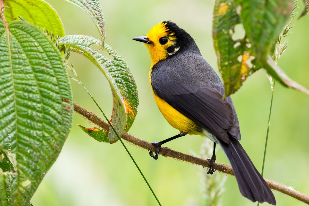 Пальмовый Лесной певун