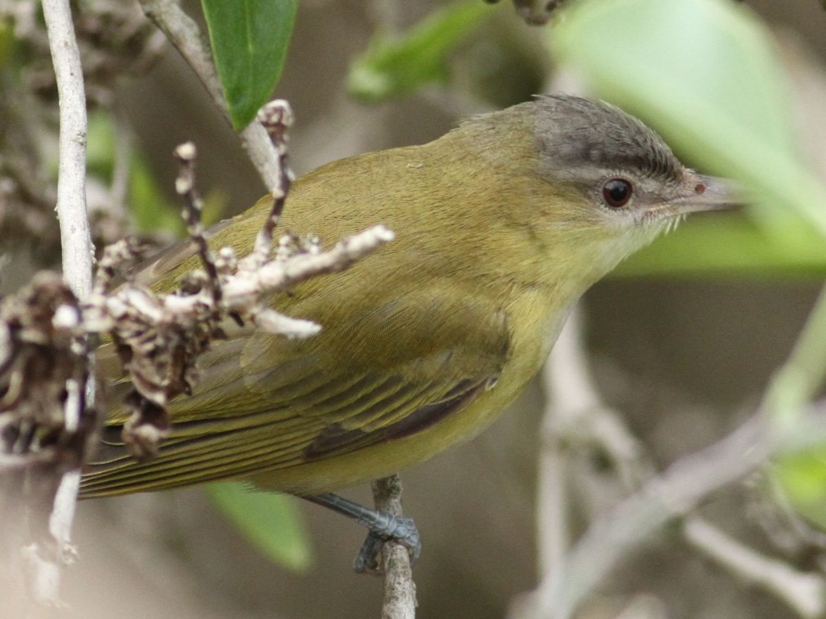 Желтогорлый певун (Geothlypis trichas)