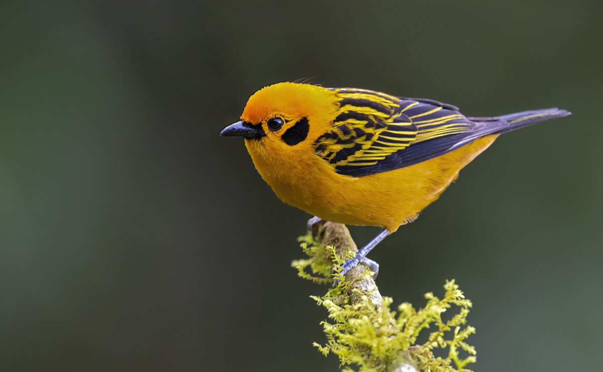 Статуэтка танагра купить