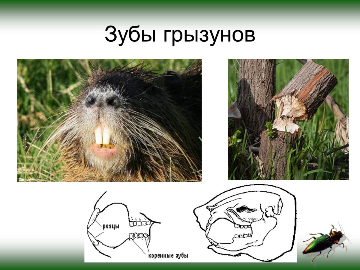 Зубная система грызунов