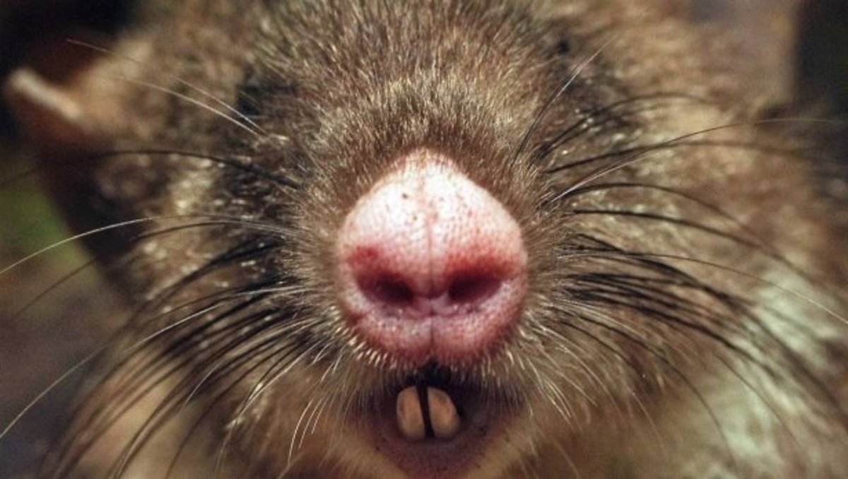 Hyorhinomys stuempkei