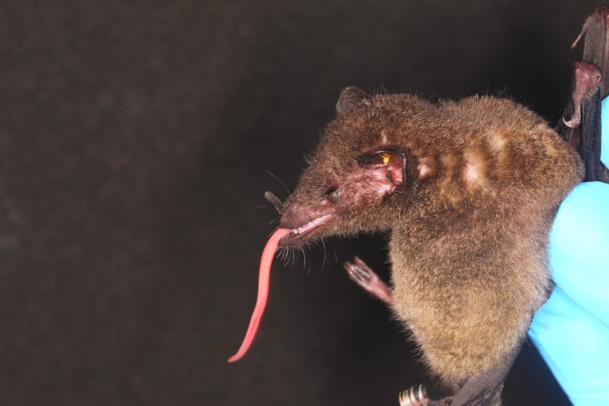 Anoura fistulata