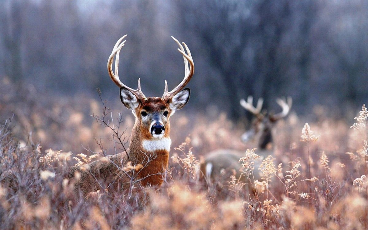 Олень из будущего