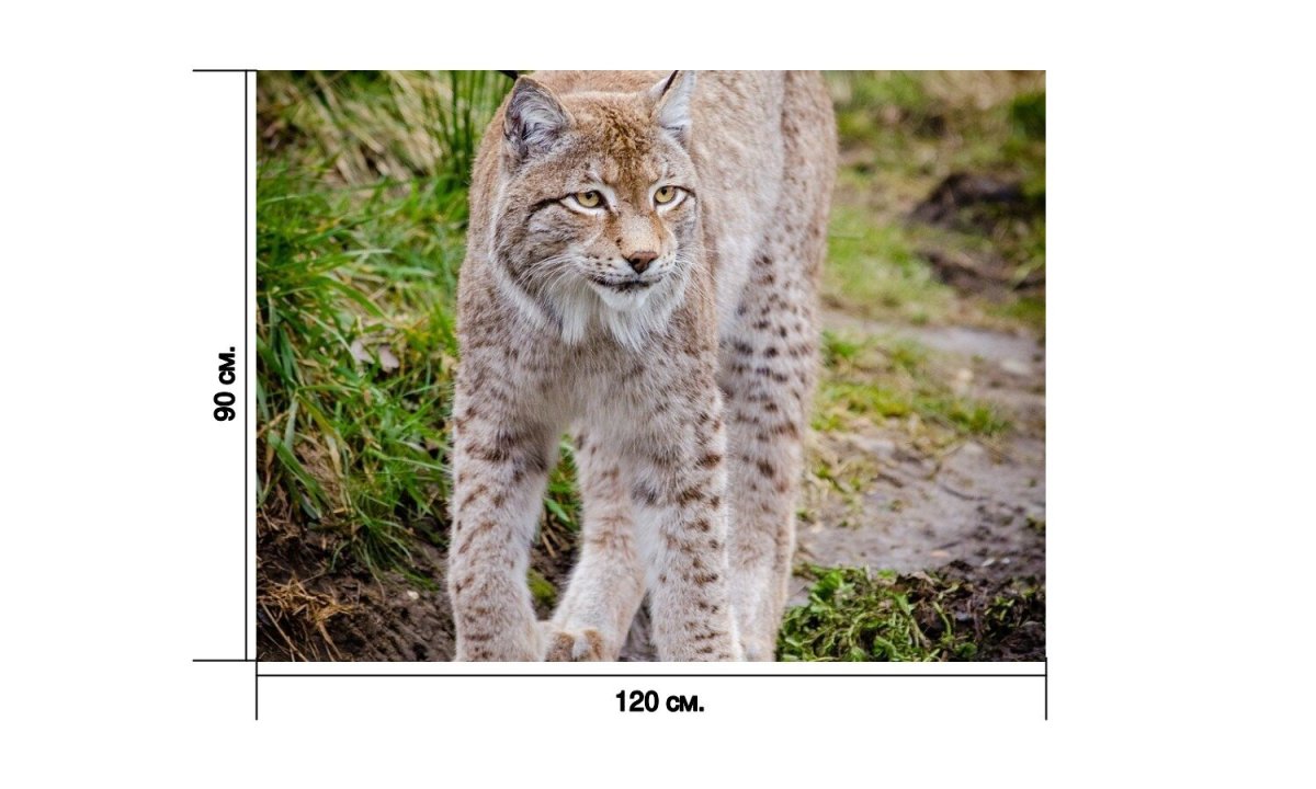 Имена для рыси