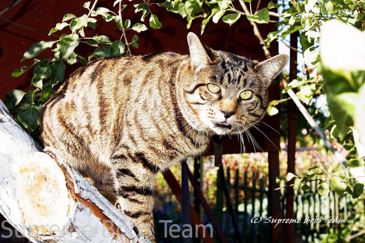 Курильский бобтейл