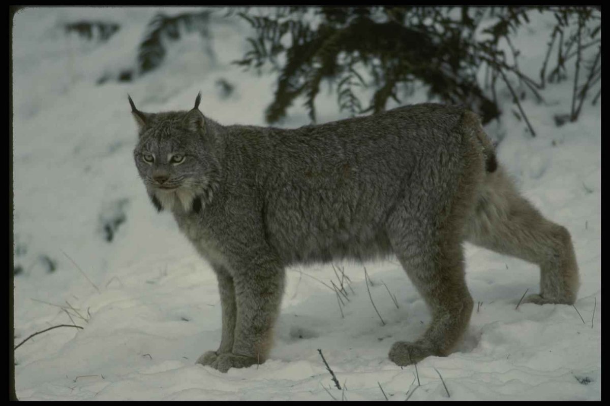 Рысь в тайге