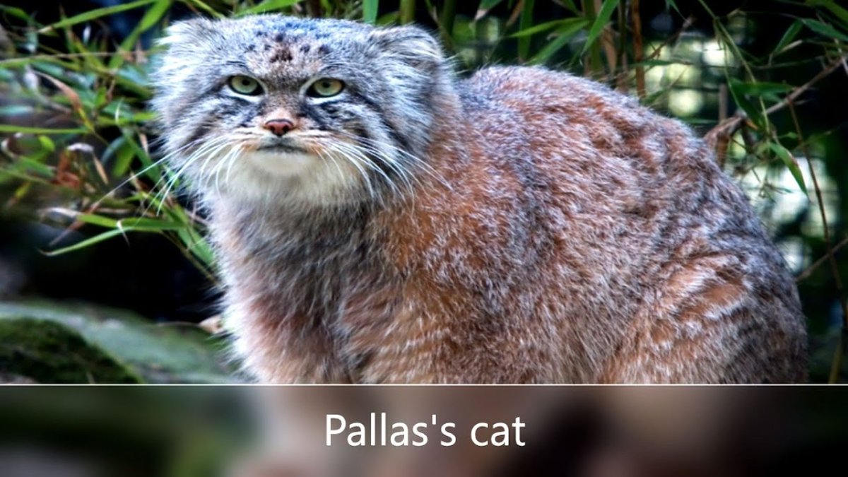 Манул красная книга