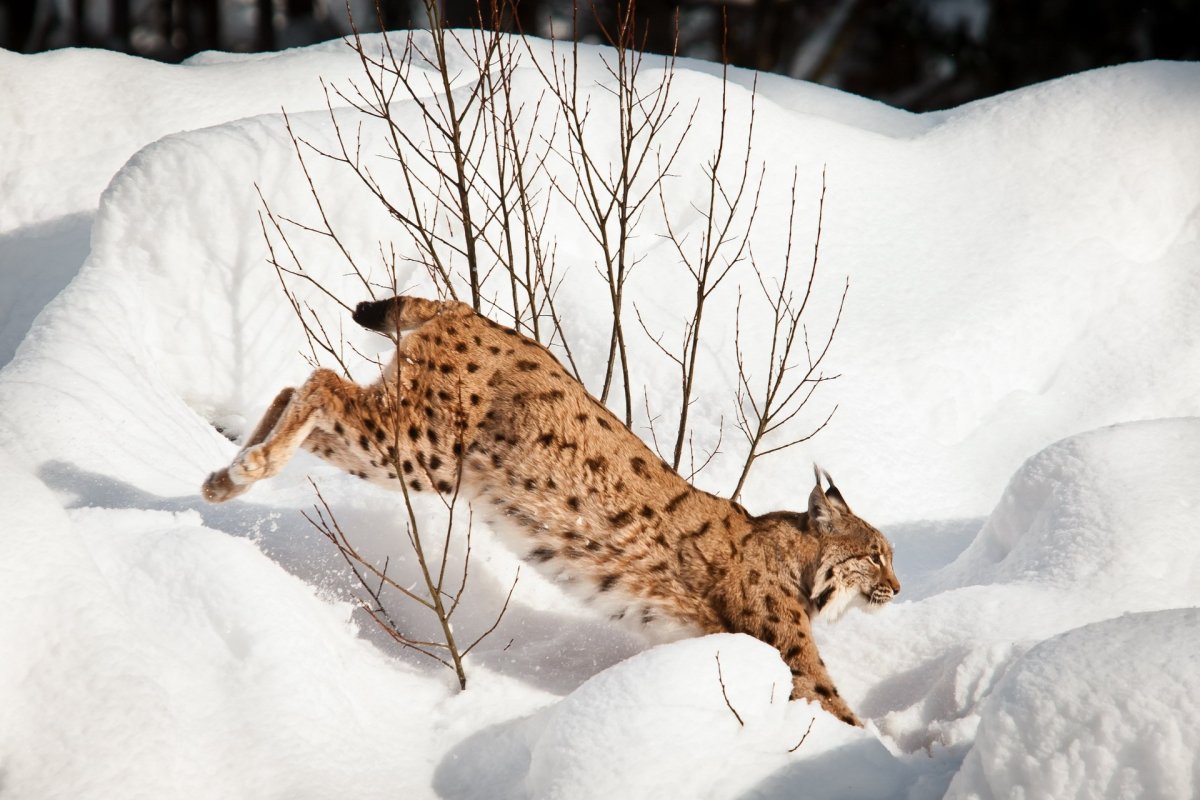 Дикая кошка с коротким хвостом