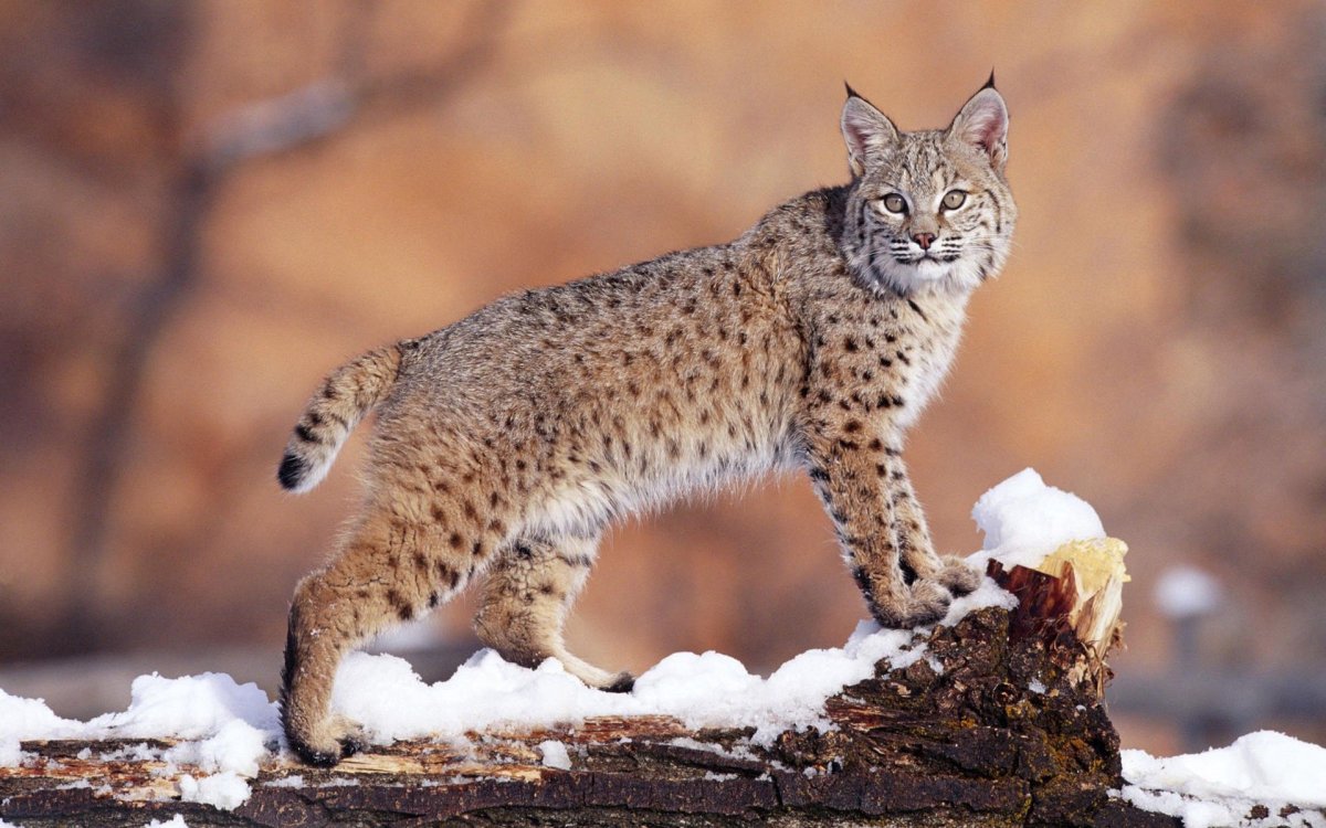 Рысь — Lynx Lynx
