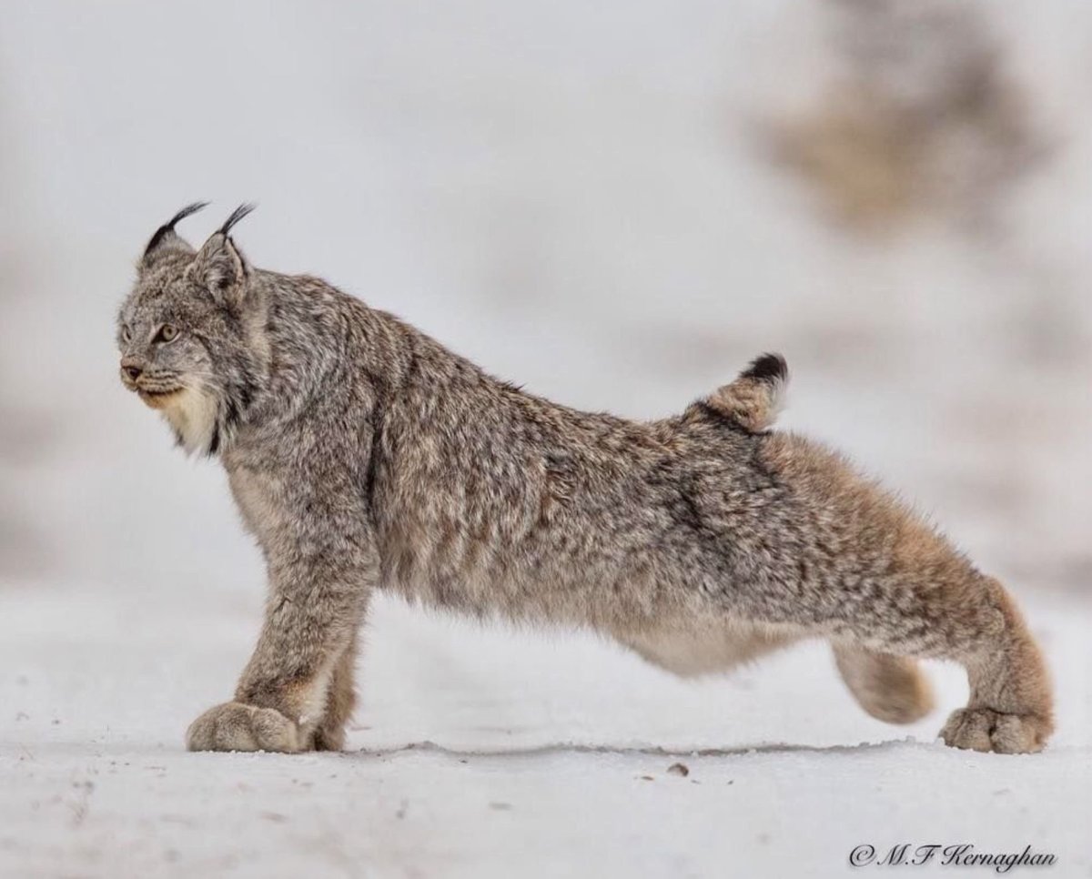 Канадская Рысь Северной Америки