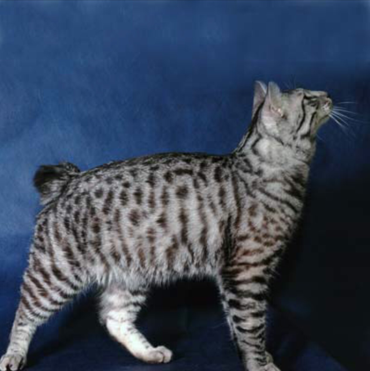 Бобтейл кошка леопард