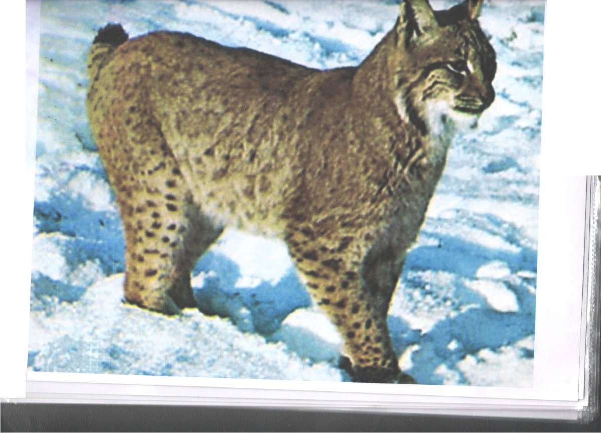 Рысь в тайге