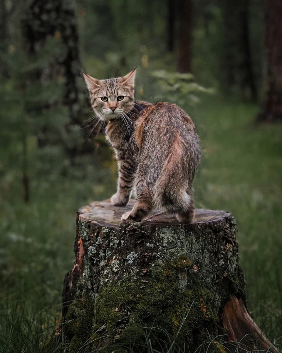 Пиксибоб маленький
