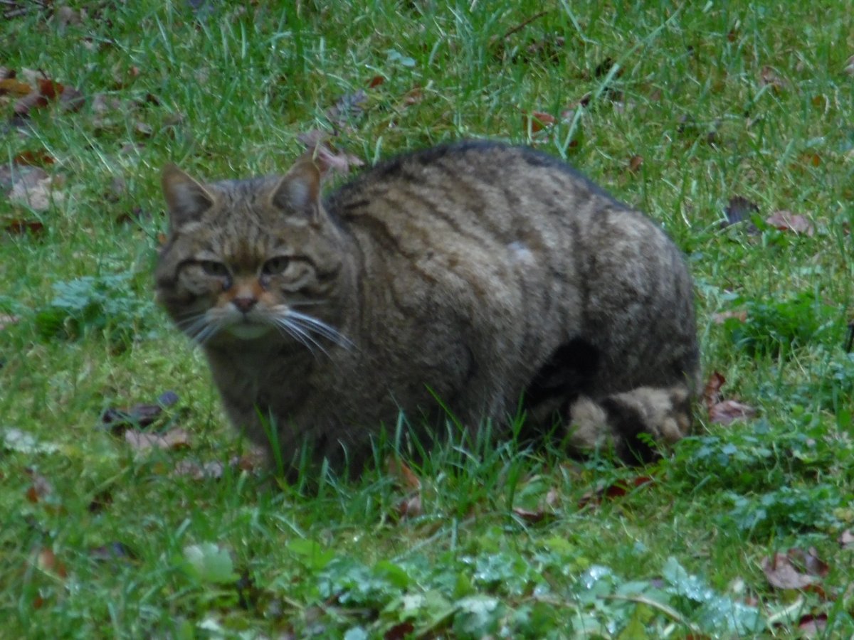 Лесной кот с коротким хвостом порода