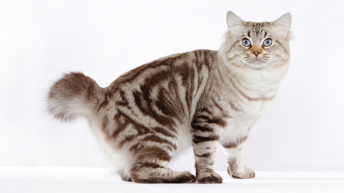 Бобтейл кошка вислоухий