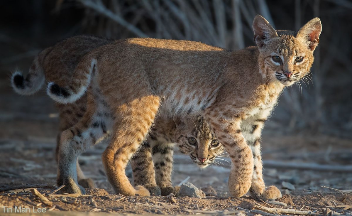 Бенгальская кошка Рысь