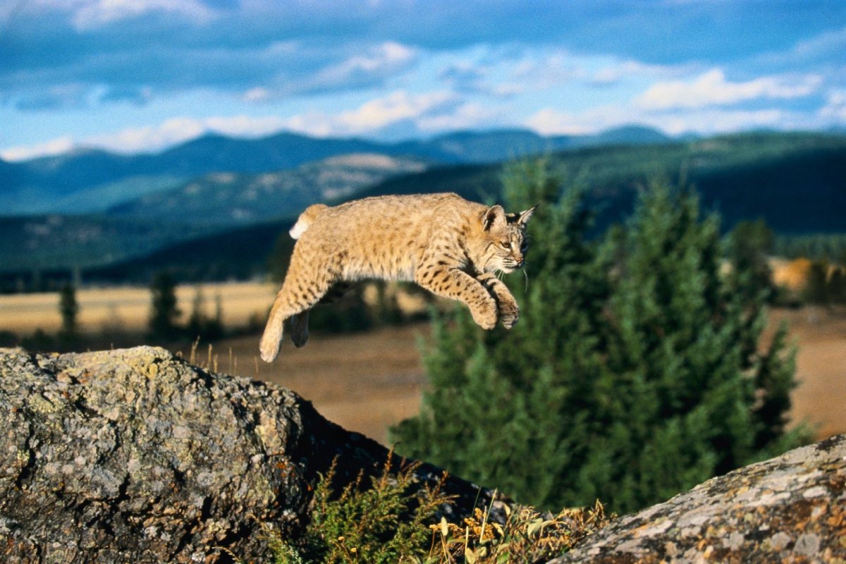 Обыкновенная Рысь